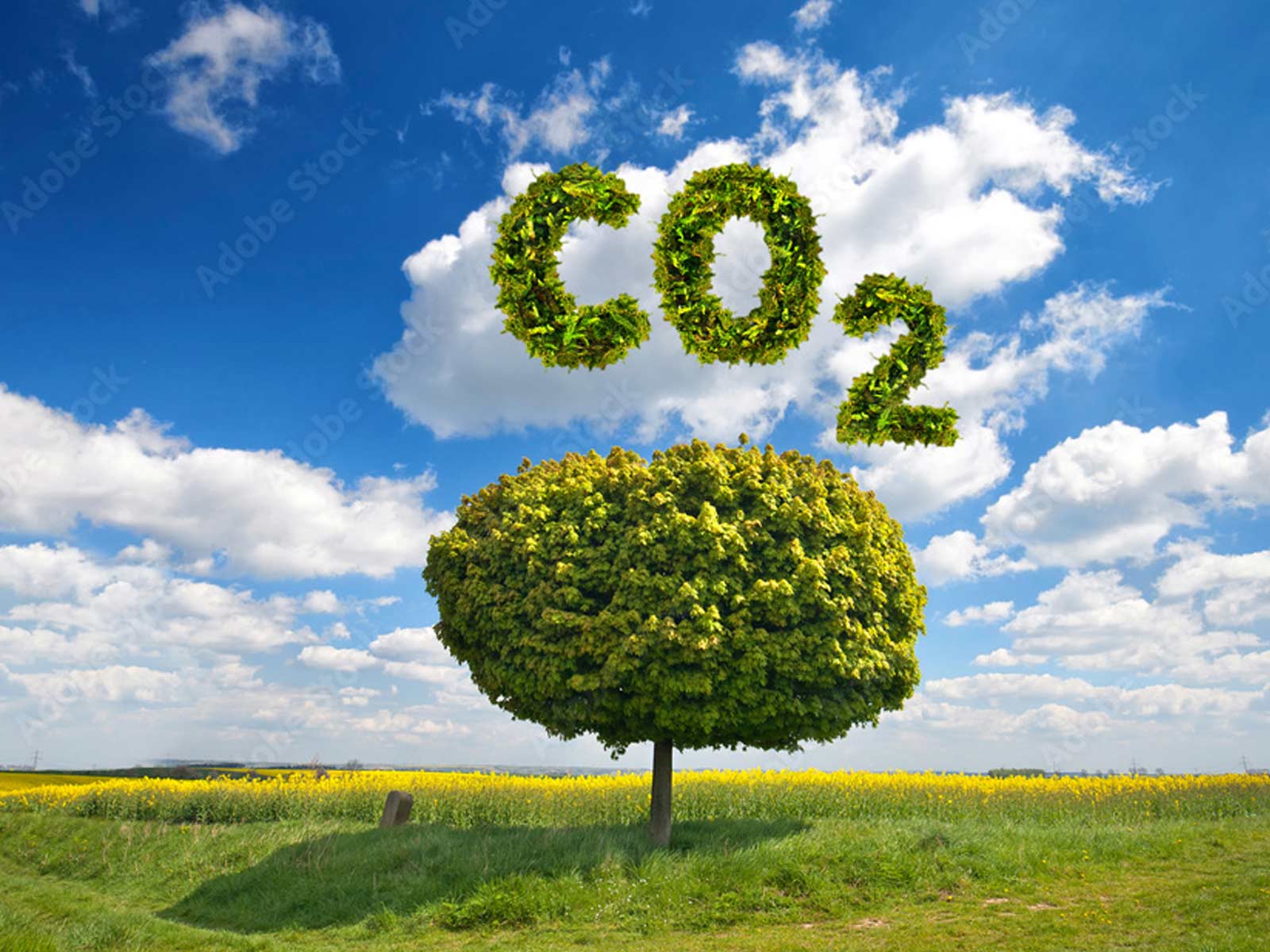 CO2 sparen Natur